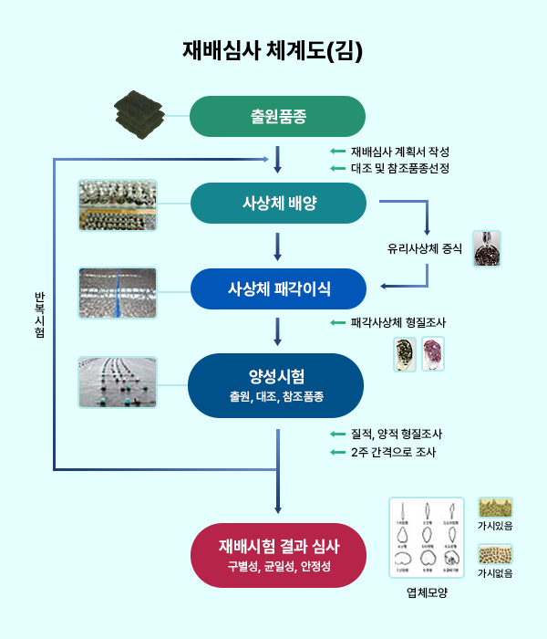 재배심사 체계도(김) : 1.출원품종 : 재배심사 계획서 작성, 대조 및 참조품종 선정 → 2. 사상체 배양 : 유리사상체 증식 → 3. 사상체 패각이식 : 패각사상체 형질조사 → 4. 양성시험(출원, 대조, 참조품종) : 질적, 양적 형질조사, 2주 간격으로 조사 → 5. 재배시험 결과 심사(구별성, 균일성, 안정성) / 엽체모양(가시있음/가시없음), 심사 통과 못한 경우 2~4번 단계를 반복시험